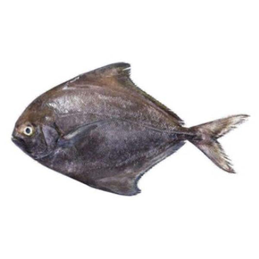 Black Pomfret Small 1Kg