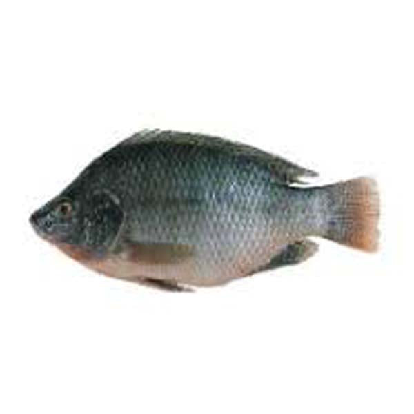 Chera Fish 1Kg