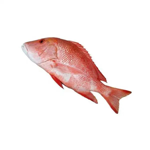 Red Snapper Heera 1Kg - Fresh Seafood for Delicious Meals – Greenvalley Rwp