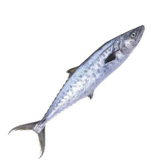 Surmai(King Fish)