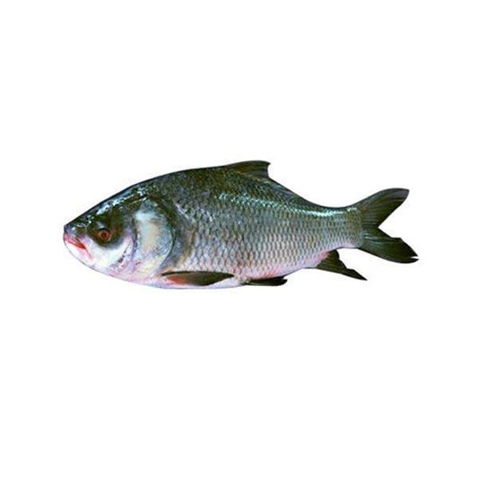 White Rahu 1Kg